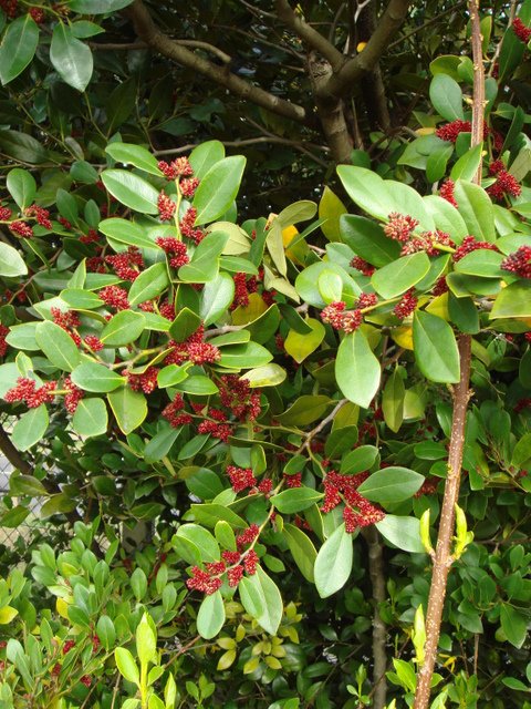 Distylium racemosum feuille fleur